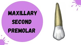 Maxillary Second Premolar  Tooth Morphology made easy [upl. by Howlan]