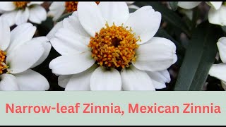 Zinnia angustifolia Growing Guide Narrowleaf Zinnia by Gardeners HQ [upl. by Akcinat917]