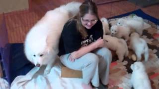 Arctic Diamond Samoyeds Puppies attack Great Uncle Jasper [upl. by Lebazi]