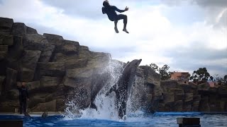 Batumi Dolphin Show [upl. by Naerad812]