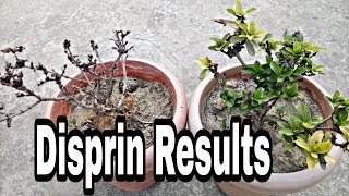 Use disprin and see the result  aspirin results in plants  Good Or Bad [upl. by Smeaj]