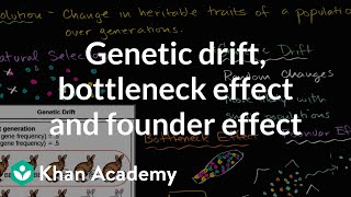 Genetic drift bottleneck effect and founder effect  Biology  Khan Academy [upl. by Lichter595]