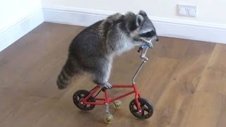 These funny raccoons will make you laugh  Funny and cute raccoon compilation [upl. by Tamma492]