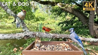 Cat TV Squirrel and Bird Watching Backyard Friends [upl. by Scharaga864]