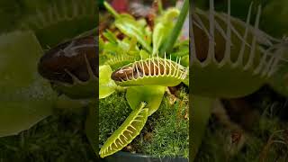 Como assim carnivoras plants plantascarnivoras nature papamoscas [upl. by Aimahs]