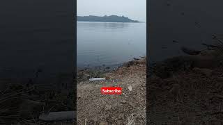 Fishing at khadakwasladam fishing carpfishing fish lakelover nature carp fishingvideo viral [upl. by Vogele]