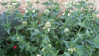 Centranthus ruber quotalbusquot [upl. by Anahsirk]