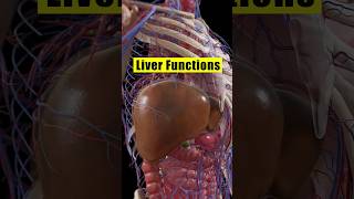 Liver Functions liverdetox healthtips shorts [upl. by Atiekahs]