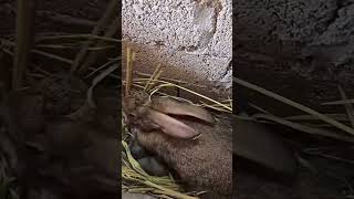 Mother rabbit feeding process to baby rabbit [upl. by Lawford]