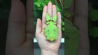 The amazing life cycle of leafhoppers trending insectsmotivationshortsanimals [upl. by Enelehs533]