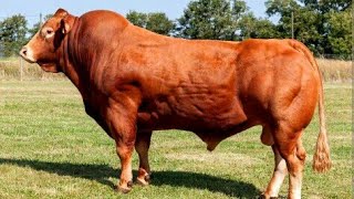 Limousin bulls [upl. by Nohpets]