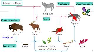 Réseau trophique [upl. by Laughry]
