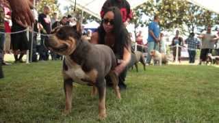 AMERICAN BULLY SHOW  BULLY STACK OFF [upl. by Ilanos]