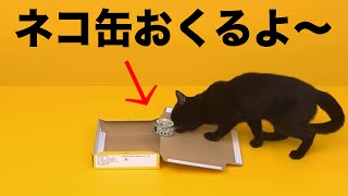 猫缶をクロネコヤマトで送るニャンコが可愛すぎる 宅急便コンパクトの説明動画にメロメロ。 [upl. by Dori486]