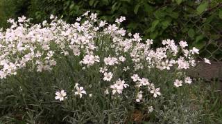 Cerastium tomentosum  Hornkraut SnowinSummer [upl. by Noicpesnoc]