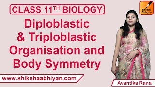 Diploblastic amp Triploblastic Organisation and Body Symmetry  Animal Kingdom  CBSE Class 11 Biology [upl. by Ieluuk]