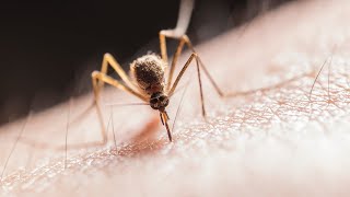 Mosquito madness on the way for Eastern Australia [upl. by Adekram982]