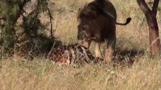 Lion moving zebra carcass  July 2012 [upl. by Ambrosius]