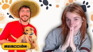 100 PERROS ADOPTADOS  MRBEAST REACCIÓN [upl. by Ashby]