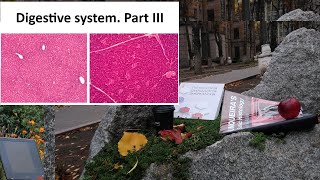 22 Digestive system Part III Liver and Pancreas Histology lectures [upl. by Aicats]