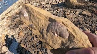 Fossil Hunting at Skiatook Lake Shells and Crinoids found [upl. by Akina664]