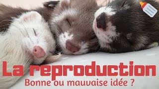 Reproduction chez le furet  Les Furets Malins [upl. by Levitt]