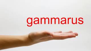 How to Pronounce gammarus  American English [upl. by Inoy462]