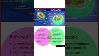 Prokaryotic and Eukaryotic cells difference neet [upl. by Kcirded]