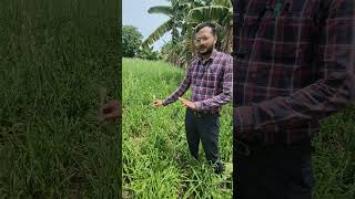 Agri Business Idea  Tuberose Cultivation agriofficer [upl. by Naghem]