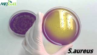 Dextrose Tryptone Agar [upl. by Baecher]