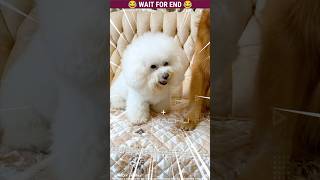 quotGIRL FRIENDquot  Micky 🐶 The dog  🐕  Funny  Part277 dog shorts shortvideo malayalam [upl. by Iv]