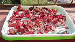 Roselle teaরোজেল চাচুকাইয়ের চা মজাদার ও স্বাস্থ্যকর [upl. by Ponton]