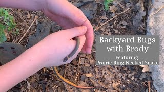 Prairie RingNecked Snake [upl. by Htiduy]