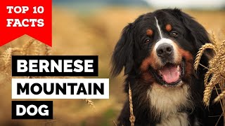 Bernese Mountain Dog  Top 10 Facts [upl. by Knowle776]