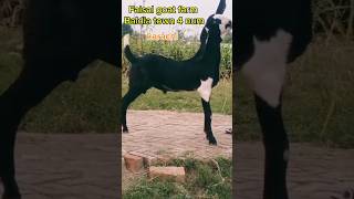 Black ablak beetal bakra 22000 k Qurbani 2025 ka sasta mal fs [upl. by Wawro]