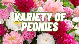 Variety of peonies [upl. by Edelson]