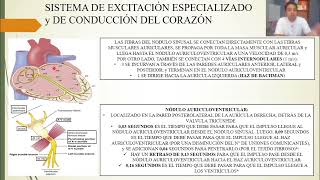 FISIOLOGÍA EXCITACIÓN RÍTMICA DEL CORAZÓN [upl. by Yttel]