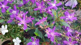 Melastoma Plants in our garden [upl. by Salchunas]