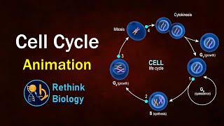 Cell cycle Animation [upl. by Guillemette710]