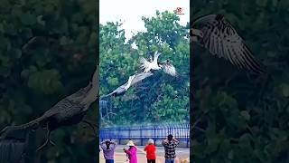 Moments Pelican snatches fish caught by osprey [upl. by Eiramaliehs183]