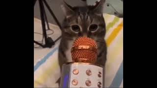 cat screaming in mic meme [upl. by Moore]