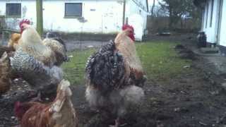 Buff Orpington Meat Chickens [upl. by Stanhope]