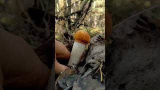 Leccinum vulpinum mushroom nature relaxing enjoythenatureoftheworld [upl. by Tuinenga605]