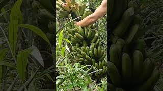 Harvesting lakatan banana [upl. by Delle]