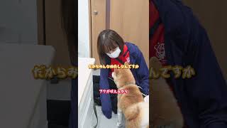 しゃべる犬。怒られて反論する豆柴フク 犬 しゃべる犬 喋る犬 かわいい おもしろ 豆柴 柴犬 [upl. by Zink666]