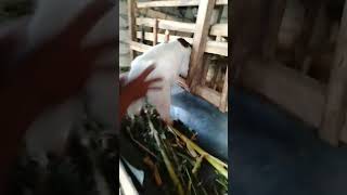 Kambing lucu shortvideo [upl. by Atinad]