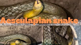 Aesculapian Snake Rescued  Deadliest Job in the World [upl. by Lorita]