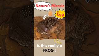 The Toad That BURSTS Out Its Back Surinam Toad Explained [upl. by Brynna471]