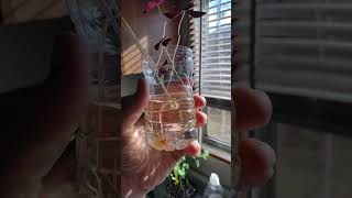 Shamrock Plant Propagation Forming Bulb Underwater [upl. by Olenolin]