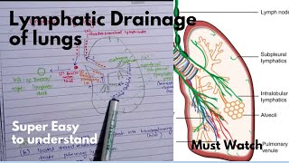 Lymphatic Drainage of lungs  lungs lymphatics [upl. by Damiani]